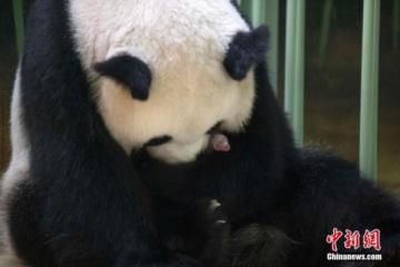 中国旅法大熊猫“欢欢”诞下双胞胎