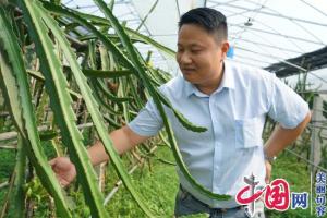 句容熊国云:药企高管返乡当农民把火龙果种成致富果